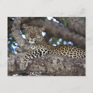 Afrika. Kenia. Masai Mara. Leopard (Panthera Postkarte