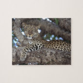 Afrika. Kenia. Masai Mara. Leopard (Panthera Puzzle (Horizontal)