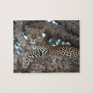 Afrika. Kenia. Masai Mara. Leopard (Panthera Puzzle