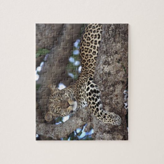 Afrika. Kenia. Masai Mara. Leopard (Panthera Puzzle (Vertikal)