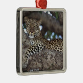 Afrika. Kenia. Masai Mara. Leopard (Panthera Silbernes Ornament (Rechts)