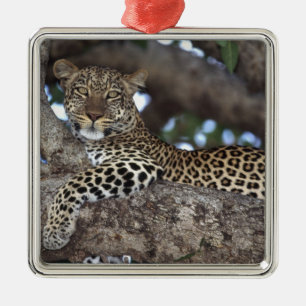 Afrika. Kenia. Masai Mara. Leopard (Panthera Silbernes Ornament