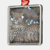 Afrika. Kenia. Masai Mara. Leopard (Panthera Silbernes Ornament (Links)