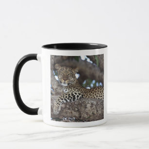 Afrika. Kenia. Masai Mara. Leopard (Panthera Tasse