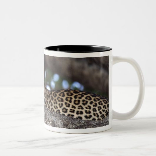 Afrika. Kenia. Masai Mara. Leopard (Panthera Zweifarbige Tasse (Rechts)