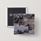 Afrika, Kenia, Masai Mara Nationalpark. Button (Vorne & Hinten)