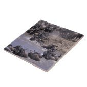 Afrika, Kenia, Masai Mara Nationalpark. Fliese (Seite)