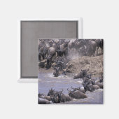Afrika, Kenia, Masai Mara Nationalpark. Magnet (Vorderseite/Rückseite)