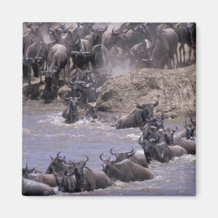 Afrika, Kenia, Masai Mara Nationalpark. Magnet