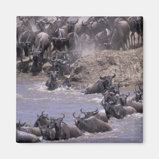 Afrika, Kenia, Masai Mara Nationalpark. Magnet (Vorne)