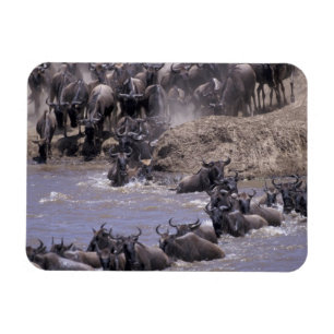 Afrika, Kenia, Masai Mara Nationalpark. Magnet