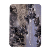 Afrika, Kenia, Masai Mara Nationalpark. Magnet (Vertikal)