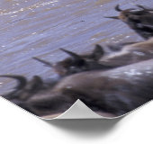 Afrika, Kenia, Masai Mara Nationalpark. Poster (Ecke)