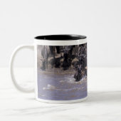 Afrika, Kenia, Masai Mara Nationalpark. Zweifarbige Tasse (Links)