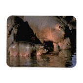 Afrika, Kenia, Masai Mara. Nilpferde Magnet (Horizontal)