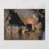 Afrika, Kenia, Masai Mara. Nilpferde Postkarte (Vorderseite)