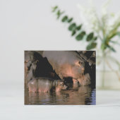 Afrika, Kenia, Masai Mara. Nilpferde Postkarte (Stehend Vorderseite)