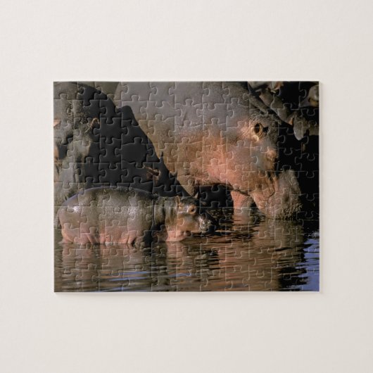 Afrika, Kenia, Masai Mara. Nilpferde Puzzle (Horizontal)