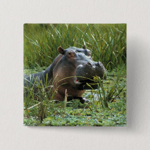 Afrika, Kenia, Masai Mara NR. Eine Mutter Nilpferd Button