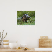 Afrika, Kenia, Masai Mara NR. Eine Mutter Nilpferd Poster (Küche)