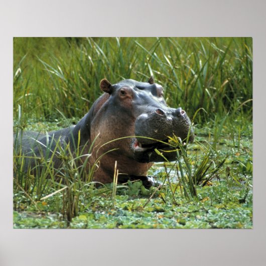 Afrika, Kenia, Masai Mara NR. Eine Mutter Nilpferd Poster (Vorne)