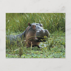 Afrika, Kenia, Masai Mara NR. Eine Mutter Nilpferd Postkarte