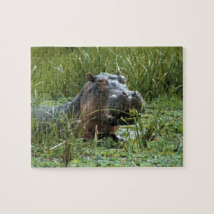 Afrika, Kenia, Masai Mara NR. Eine Mutter Nilpferd Puzzle