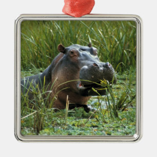 Afrika, Kenia, Masai Mara NR. Eine Mutter Nilpferd Silbernes Ornament