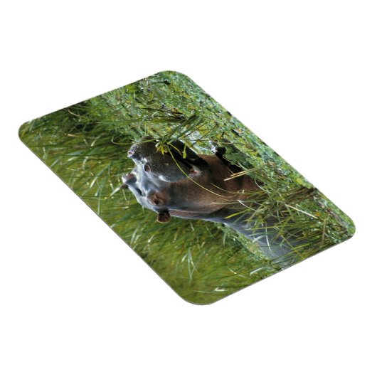 Afrika, Kenia, Masai Mara NR. Mutterhippo Magnet (Rechte Seite)