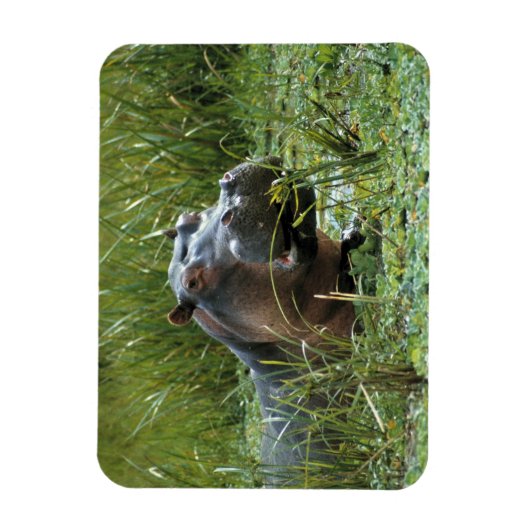 Afrika, Kenia, Masai Mara NR. Mutterhippo Magnet (Vertikal)