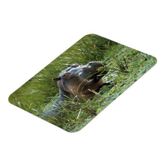 Afrika, Kenia, Masai Mara NR. Mutterhippo Magnet (Linke Seite)