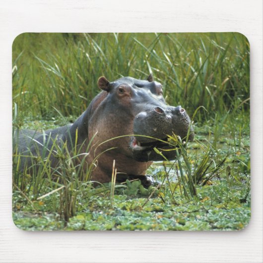 Afrika, Kenia, Masai Mara NR. Mutterhippo Mousepad (Vorne)