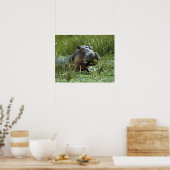 Afrika, Kenia, Masai Mara NR. Mutterhippo Poster (Küche)