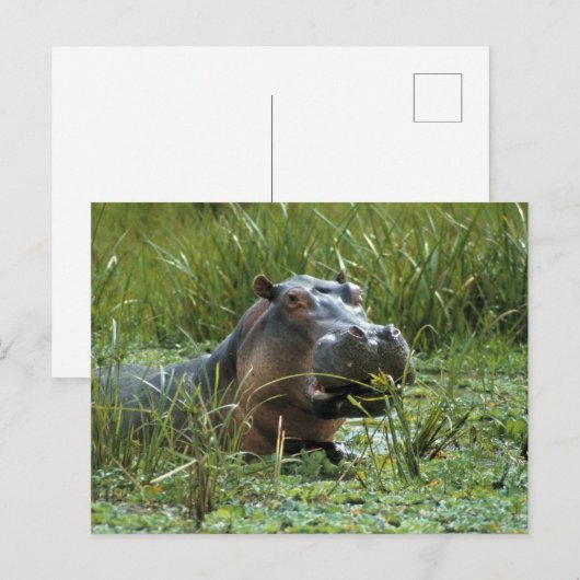 Afrika, Kenia, Masai Mara NR. Mutterhippo Postkarte (Vorne/Hinten)