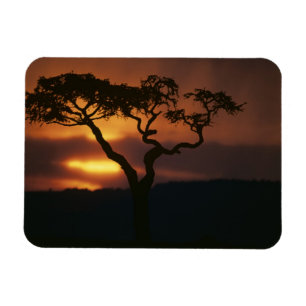 Afrika, Kenia, Masai-Mara-Spielreservat, Magnet