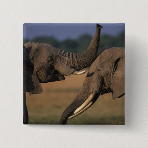 Afrika, Kenia, Masai Mara Wildreservat, Zwei Bulle Button