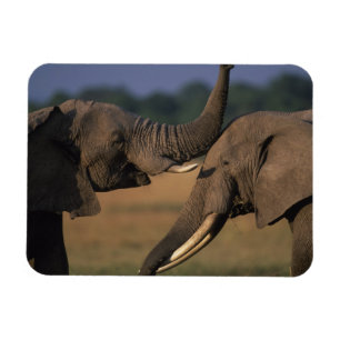 Afrika, Kenia, Masai Mara Wildreservat, Zwei Bulle Magnet