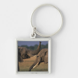 Afrika, Kenia, Masai Mara Wildreservat, Zwei Bulle Schlüsselanhänger