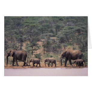 Afrika, Kenia, Nanyuki, Mpala. Afrikanisch