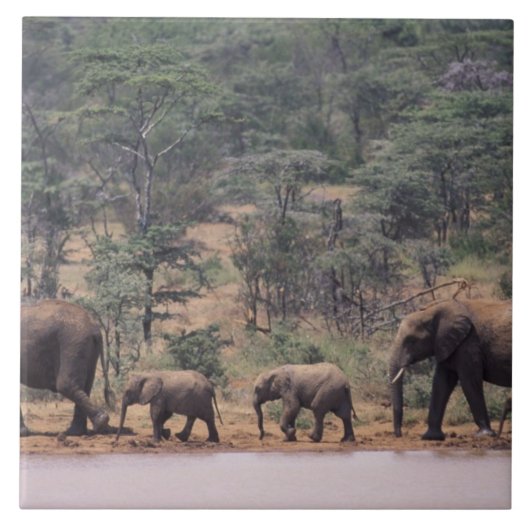Afrika, Kenia, Nanyuki, Mpala. afrikanisch Fliese (Vorderseite)