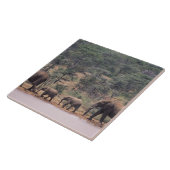 Afrika, Kenia, Nanyuki, Mpala. afrikanisch Fliese (Seite)