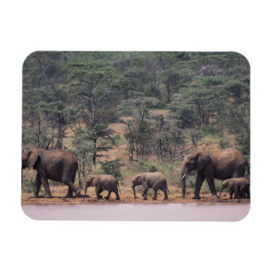 Afrika, Kenia, Nanyuki, Mpala. Afrikanisch Magnet