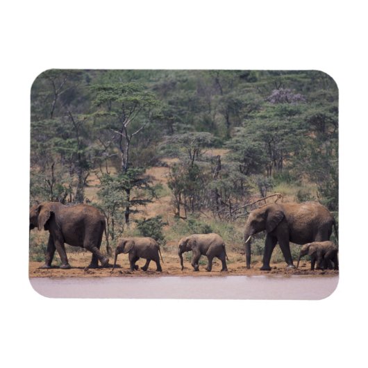 Afrika, Kenia, Nanyuki, Mpala. afrikanisch Magnet (Horizontal)