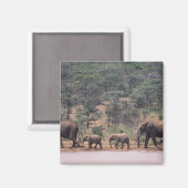 Afrika, Kenia, Nanyuki, Mpala. afrikanisch Magnet (Vorderseite/Rückseite)