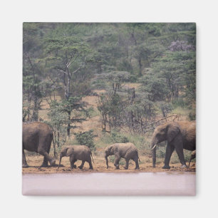 Afrika, Kenia, Nanyuki, Mpala. Afrikanisch Magnet