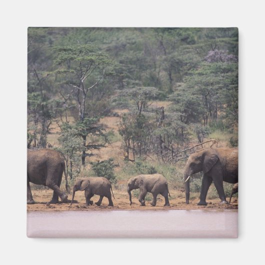 Afrika, Kenia, Nanyuki, Mpala. afrikanisch Magnet (Vorne)