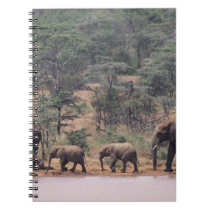 Afrika, Kenia, Nanyuki, Mpala. Afrikanisch Notizblock