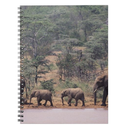 Afrika, Kenia, Nanyuki, Mpala. afrikanisch Notizblock (Vorderseite)