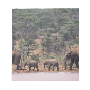 Afrika, Kenia, Nanyuki, Mpala. Afrikanisch Notizblock