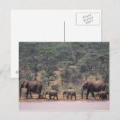 Afrika, Kenia, Nanyuki, Mpala. afrikanisch Postkarte (Vorne/Hinten)